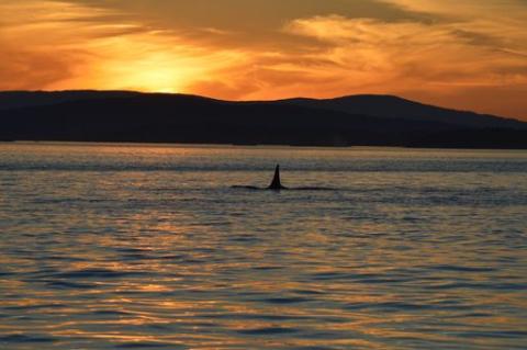 SRKW at Sunset