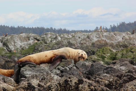 Steller Sea Lion