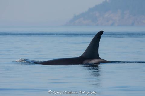J Pod Foraging on Alden Bank J Pod Foraging on Alden Bank
