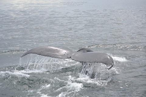 humpback whale flukes