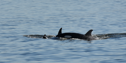 Bigg's Killer Whale near Sucia Island Orca calf traveling with family