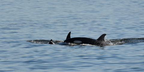 Orca calf traveling with family