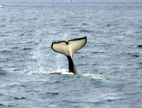 Bigg's killer whales hunting