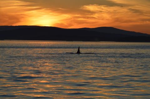 Orcas on Sunset Trip