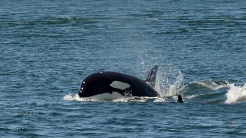 A transient killer whale calf porpoising through the water.