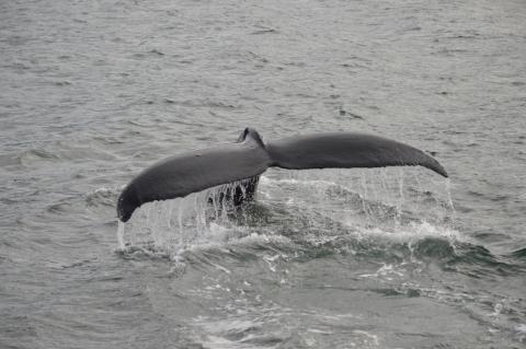 Humpback Whale Fluking