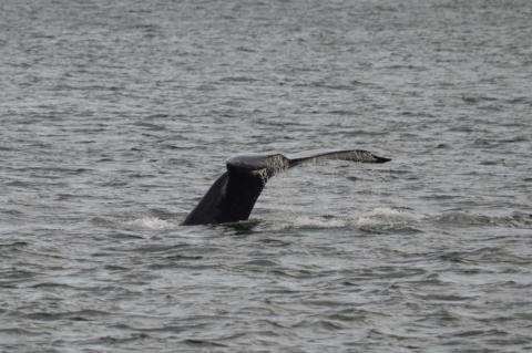 Humpback Whale Fluking