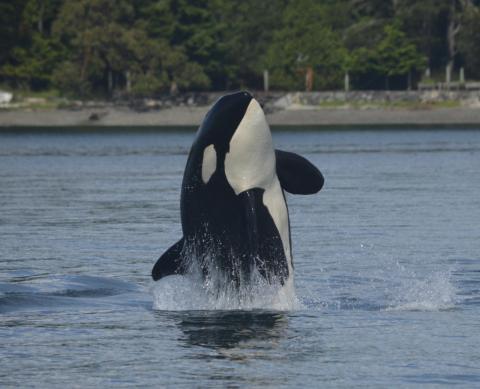 Breaching Transient Orca