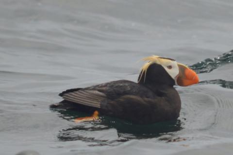 Tufted Puffin