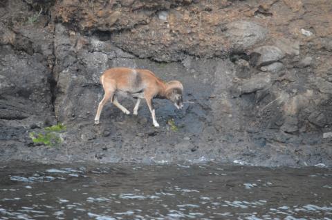 Mouflon Sheep