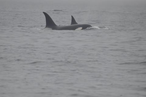 Transient Orcas