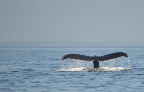 Humpback Whale 'Divot' Fluking