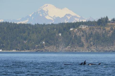 T36B's with Mt. Baker behind