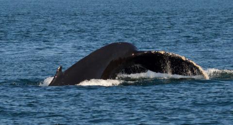 Humpback Whale Humpback Whale