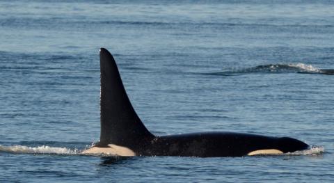 J Pod in the San Juan Islands