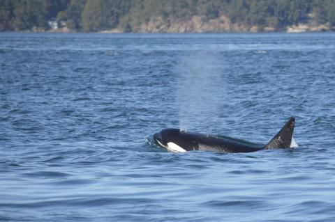 Biggs Killer Whale Surfacing