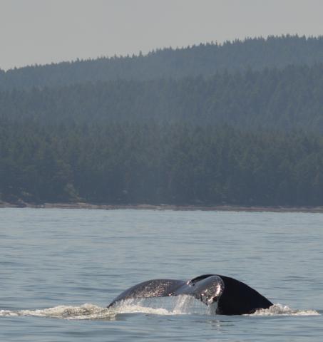 Humpback near San Juan Islands