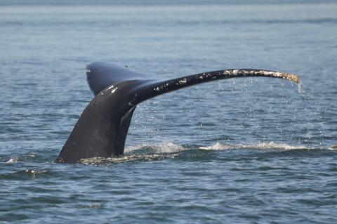 Humpback Whale Fluking Humpback Whale Fluking