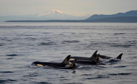 Bigg's Killer Whales in Boundary Pass