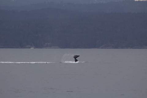 Bigg's male orca tail slapping