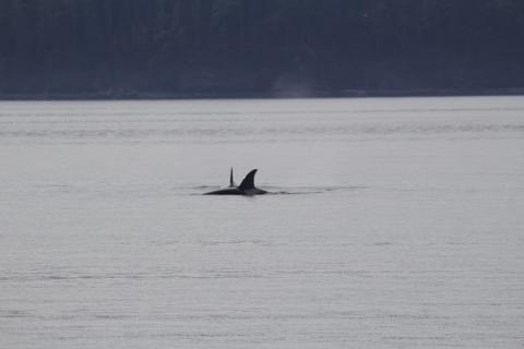 female Bigg's orcas hunting