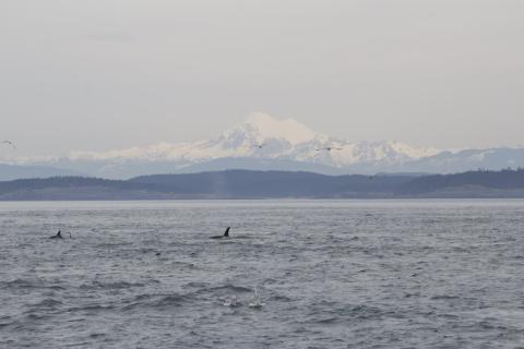 Bigg's Orcas