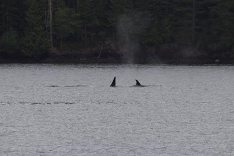 T87 and the T90's travel together in San Juan Channel Bigg's Orcas