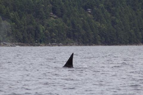 T124C, often a lone male, travels near Maple Bay Bigg's male orca