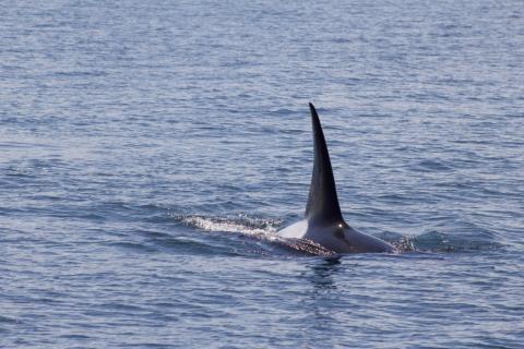 Bigg's male orca