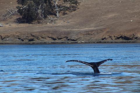 Humpback Whale MMX0007 'Bond' flukes in Spieden Channel Humpback Whale