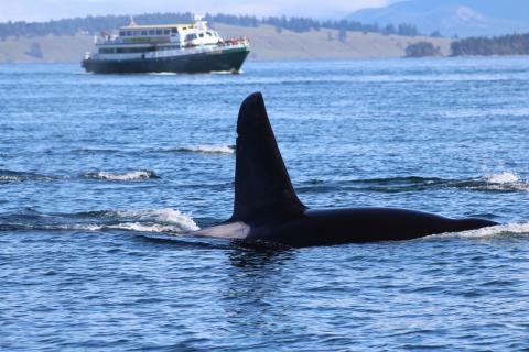 Bigg's Male Orca