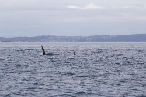 Male Bigg's Orca