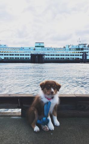 Dog with San Juan Island Ferry