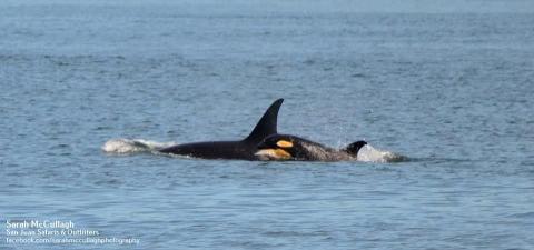 J Pod Found Foraging on Salmon Bank