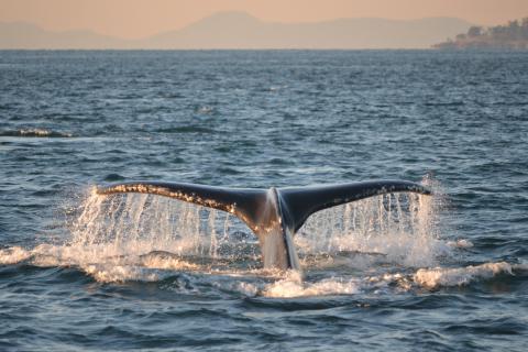 Humpback Whales in Canadian Waters