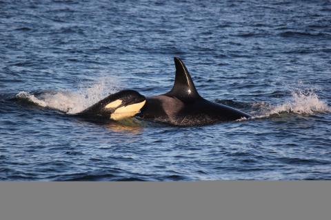 Bigg's Killer Whales in the Rosario Strait!