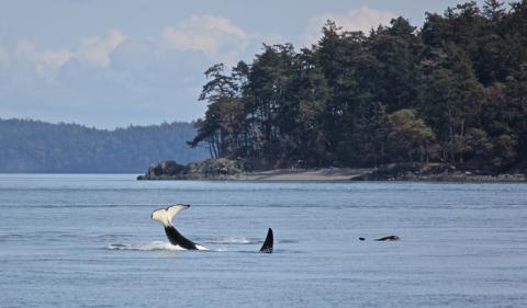 A transient killer whale plays and splashes in the water