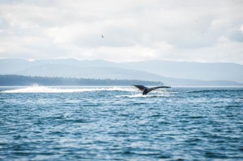 Humpback whale shows its fluke