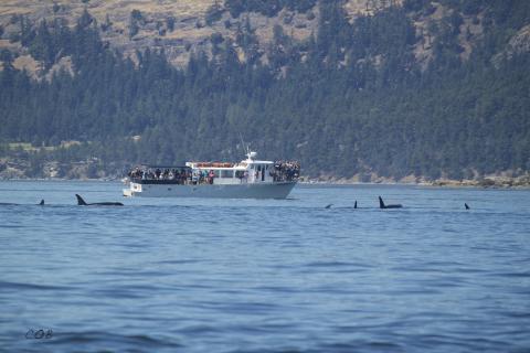 San Juan Island Orca Whale Watching