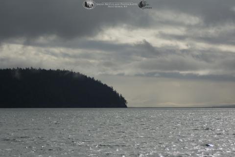 Henry Island in the Sunshine