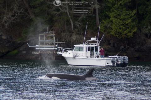 Whale near shore