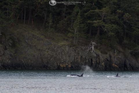 Transient killer whales near Turn Island