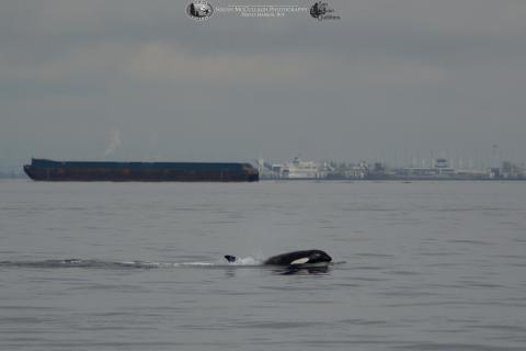 Transient killer whale in the Strait Georgia