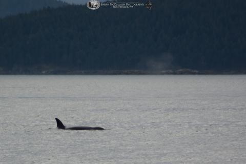 Female Transient Killer Whale at the Surface