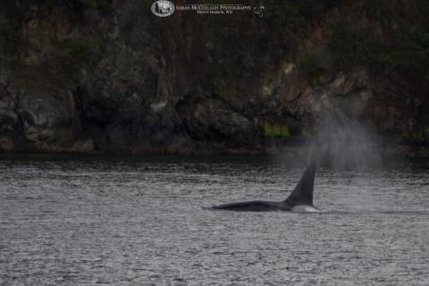 Male killer whale surfacing