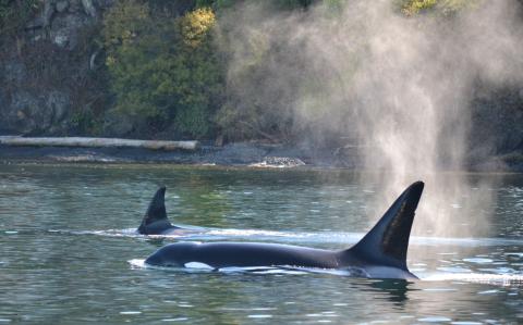 orcas surfacing near san juan islands