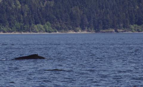 Humpback Whale