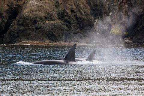 Bigg's Killer Whales in Plumper Sound Bigg's Killer Whales in Plumper Sound