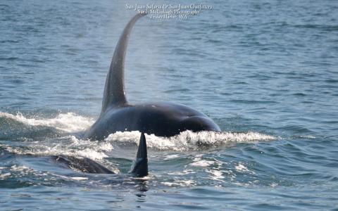 Bigg's killer whales hunting