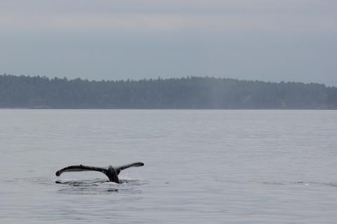 Humpback whale flukes